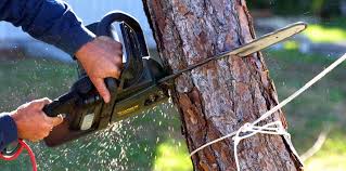 Best Hazardous Tree Removal  in Paloma Creek, TX