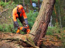 Best Root Management and Removal  in Paloma Creek, TX