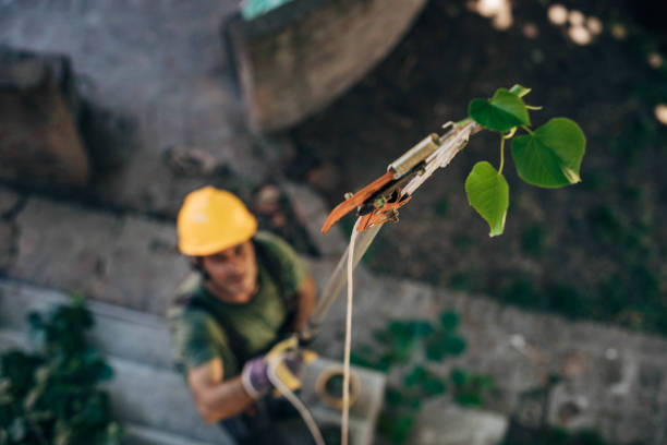 Lawn Watering Services in Paloma Creek, TX