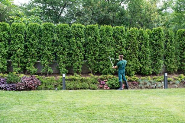 Best Tree and Shrub Care  in Paloma Creek, TX