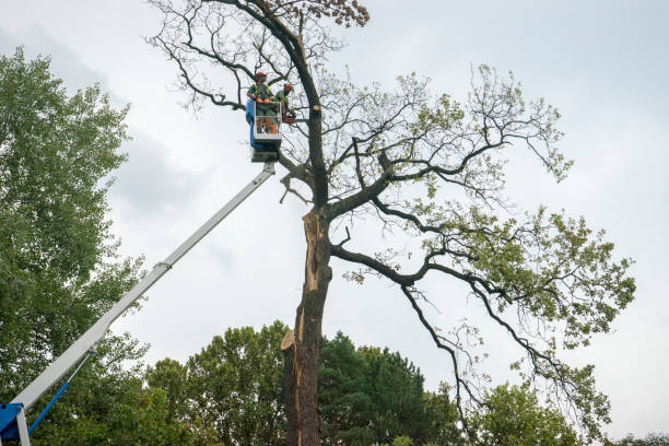 Best Palm Tree Trimming  in Paloma Creek, TX