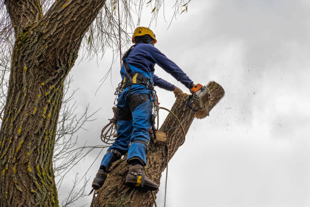 Best Stump Grinding and Removal  in Paloma Creek, TX