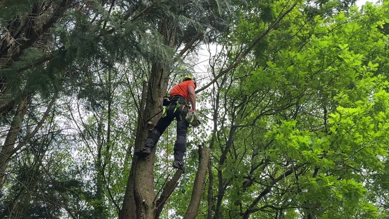 Best Arborist Consultation Services  in Paloma Creek, TX