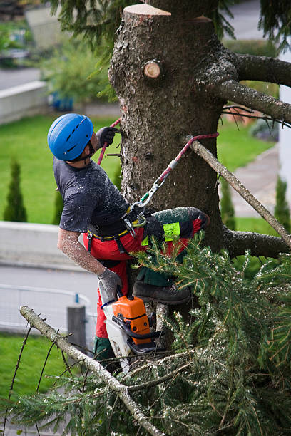 How Our Tree Care Process Works  in  Paloma Creek, TX