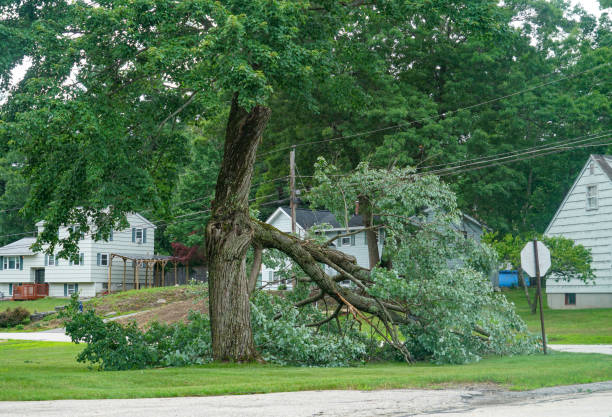 Best Tree Risk Assessment  in Paloma Creek, TX