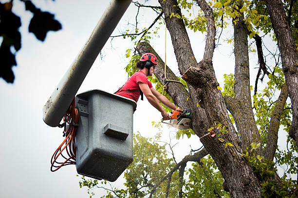 Best Tree Preservation Services  in Paloma Creek, TX