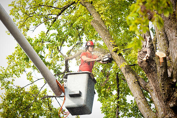 Best Utility Line Clearance  in Paloma Creek, TX