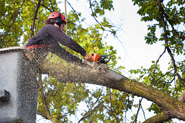 Best Tree Mulching  in Paloma Creek, TX